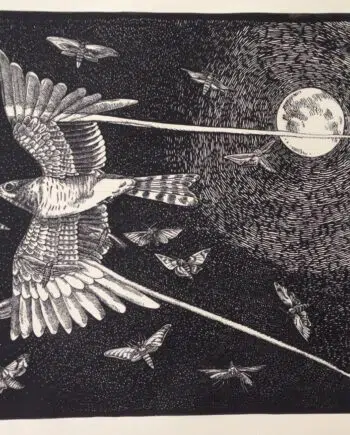 Birds Of A Feather: Nightjar and Hawk Moths