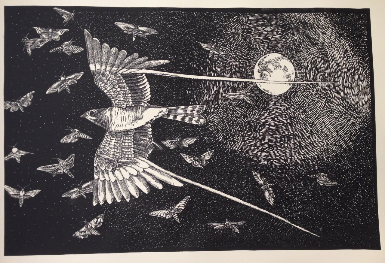 Birds Of A Feather: Nightjar and Hawk Moths