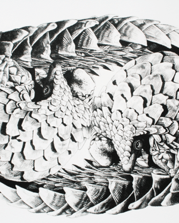 Yin Yang Pangolin - Poster