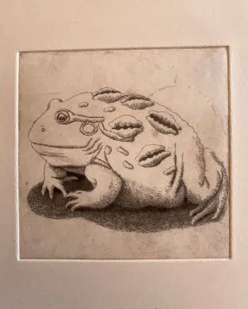 Money Toad