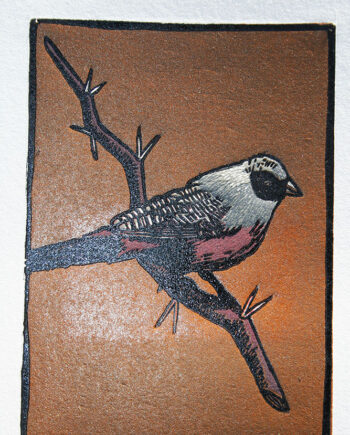 Oracles and Icons - Blackcheeked Waxbill