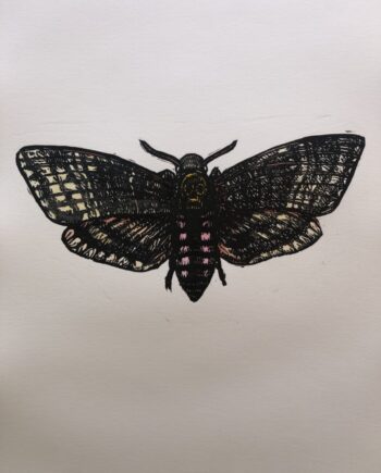 Little Shop Of Horrors - African Hawk Moth