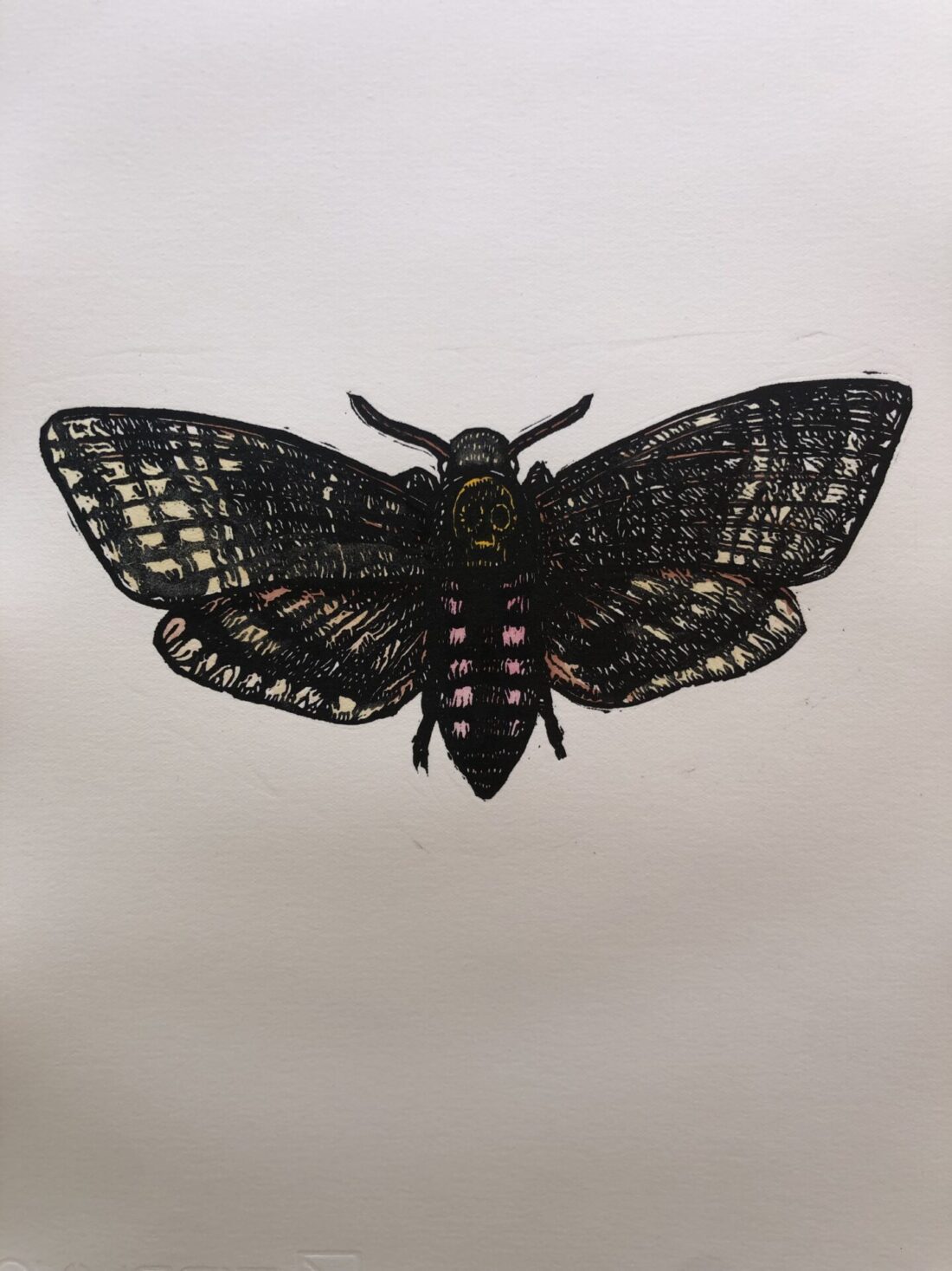 Little Shop Of Horrors - African Hawk Moth