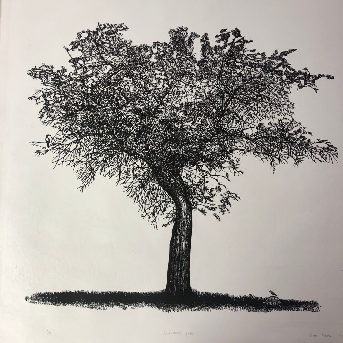 Tree Series - Leadwood Tree