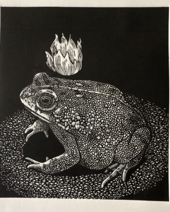 Light Toad Series: Shining The Light