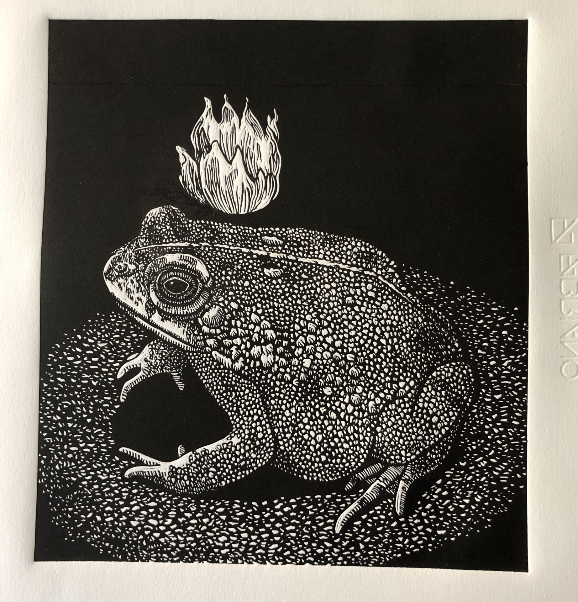 Light Toad Series: Shining The Light
