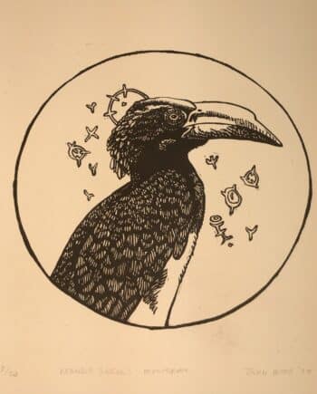 Hornbill Series : Montrose Hornbill