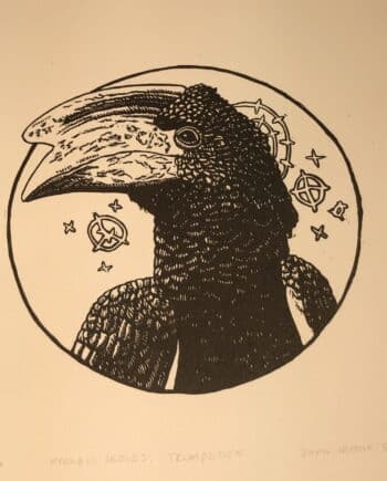 Hornbill Series : Trumpeter Hornbill